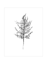 Winter Foliage Sketch III