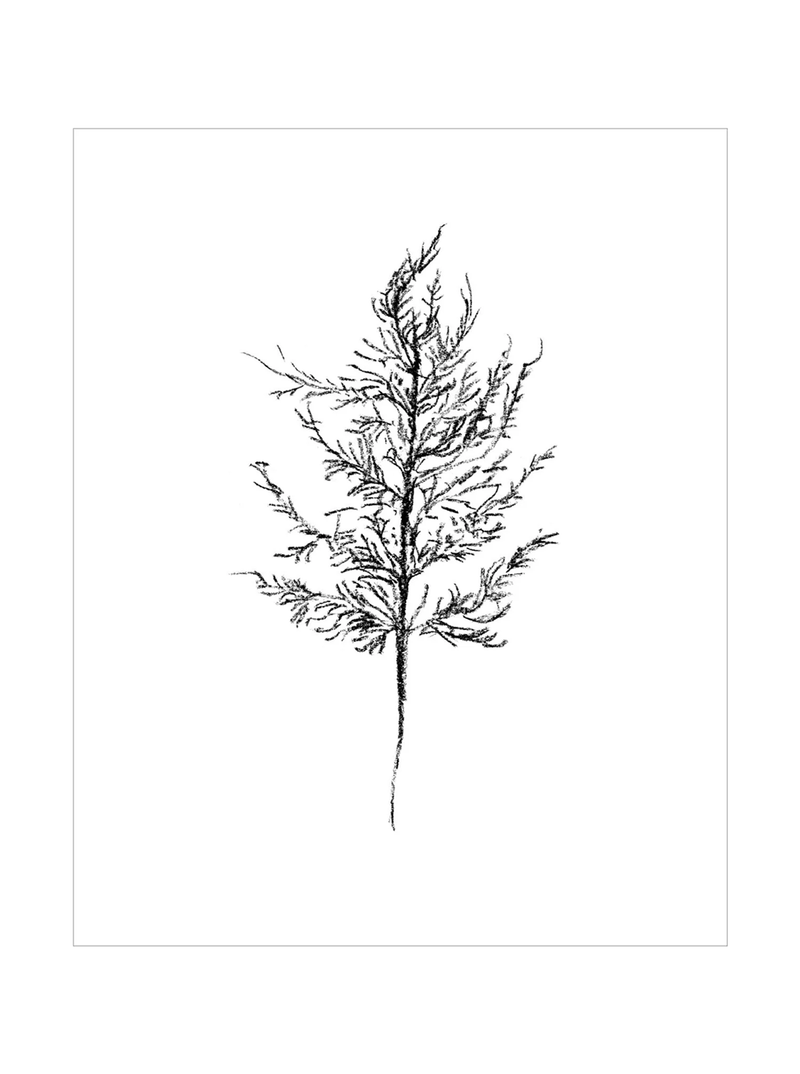 Winter Foliage Sketch III