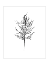 Winter Foliage Sketch III