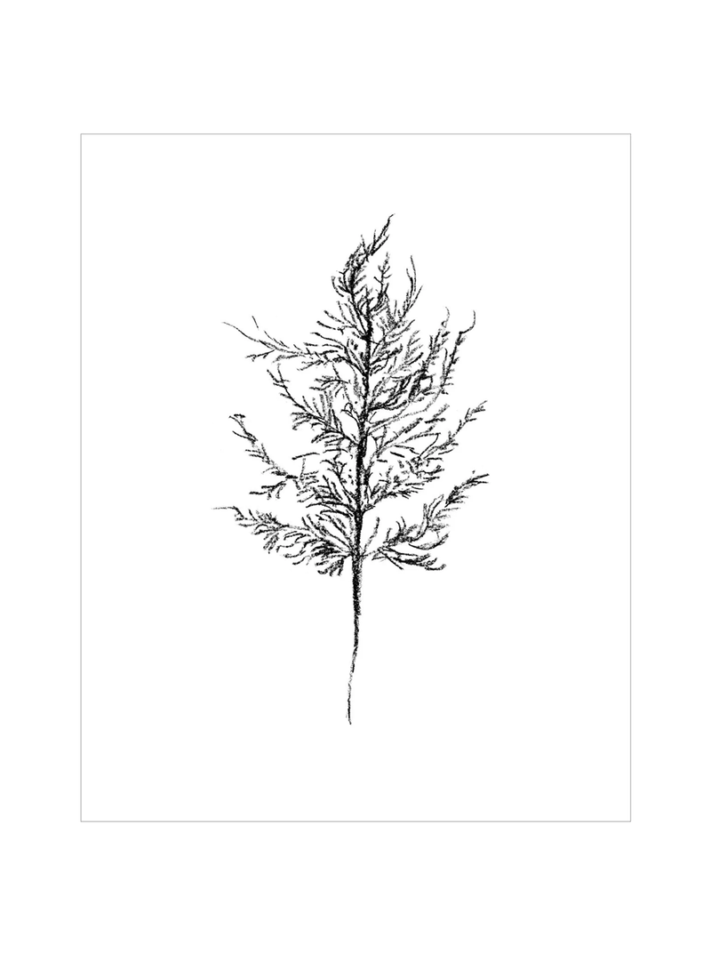 Winter Foliage Sketch III