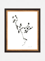 Botanical Sketch - HJART0187 - OAK - 8x10