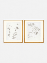 Botanical Study Duo Art Bundle - 