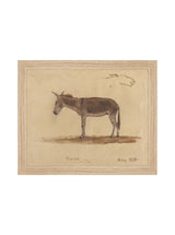 Burro Study - HJART0174 - OAK - 8x10