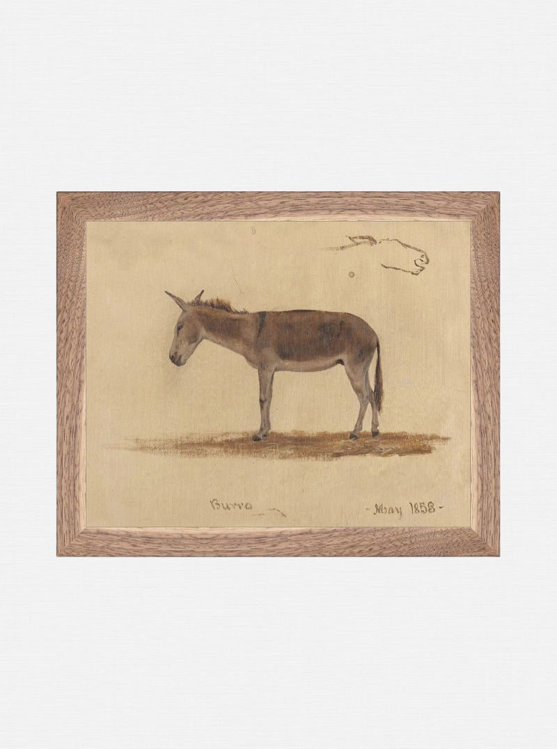 Burro Study - HJART0174 - OAK - 8x10