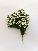 Faux Daisy Bunch - HJGRN00117 - BUN