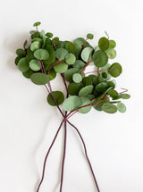 Faux Eucalyptus Leaf Stem - HJGRN0064 - OS - 3