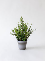 Faux Potted Pearl Plant - HJHOL0123 - OS