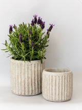 Fluted Pots | Set of 2 - HJDCR0353 - SET