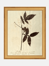 Herbarium I - HJART0066 - GLD - 8x10