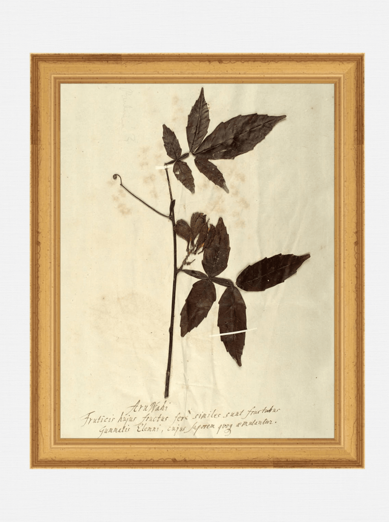 Herbarium I - HJART0066 - GLD - 8x10