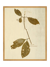 Herbarium II - HJART0067 - GLD - 24x30