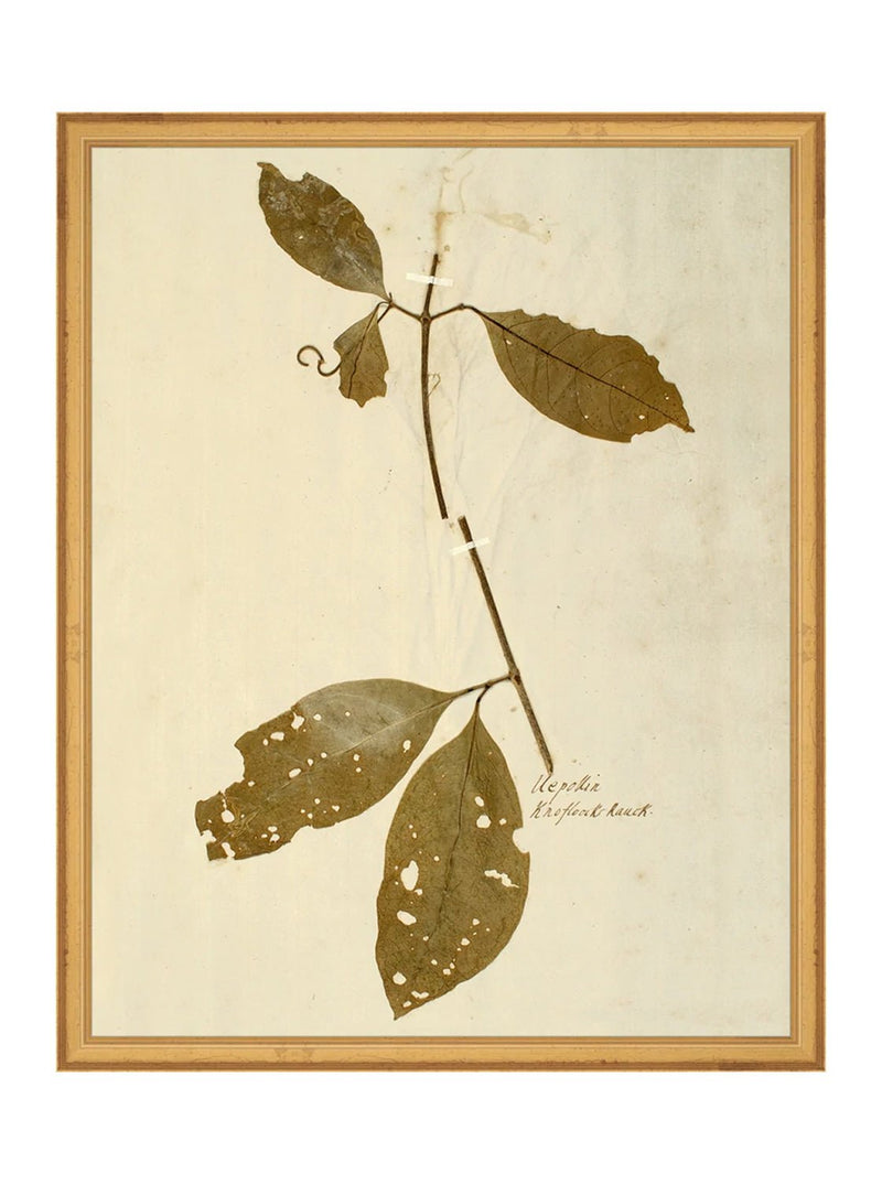 Herbarium II - HJART0067 - GLD - 16x20