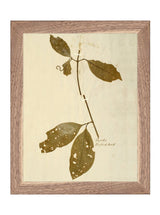 Herbarium II - HJART0067 - WNT - 8x10