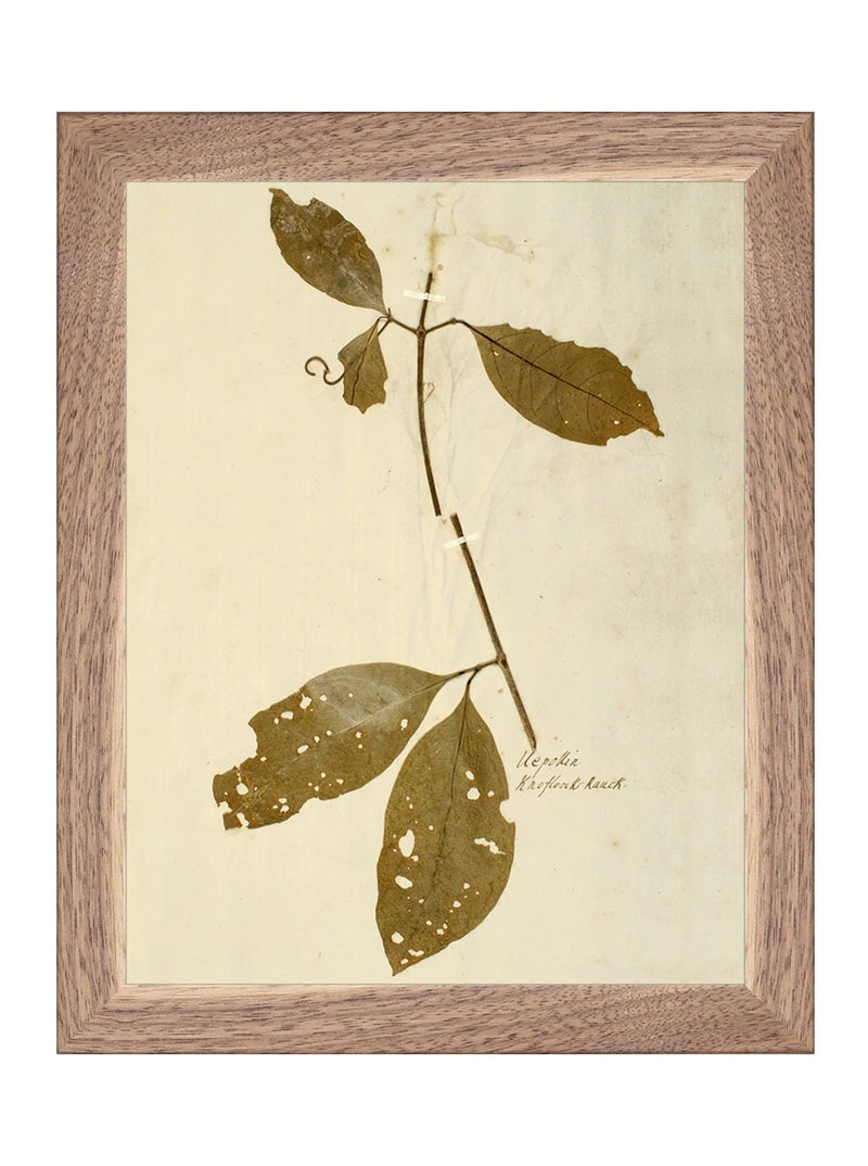 Herbarium II - HJART0067 - WNT - 8x10