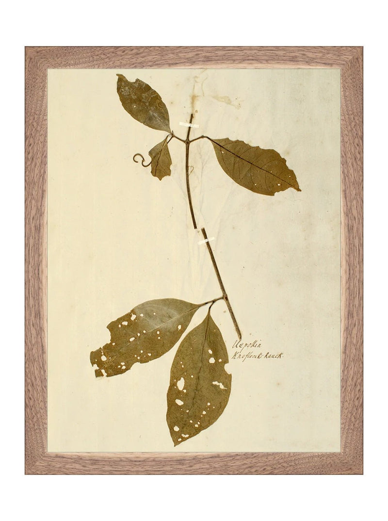Herbarium II - HJART0067 - WNT - 11x14
