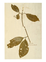Herbarium II - HJART0067 - UN - 8x10