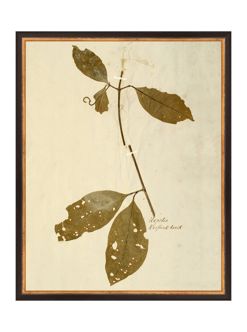 Herbarium II - HJART0067 - BLK - 16x20