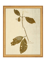 Herbarium II - HJART0067 - GLD - 11x14