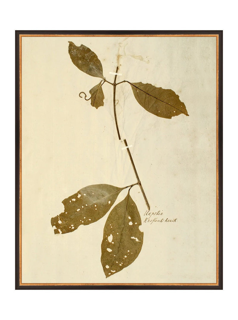 Herbarium II - HJART0067 - BLK - 24x30