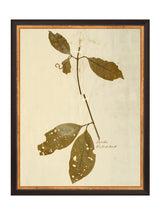 Herbarium II - HJART0067 - BLK - 11x14