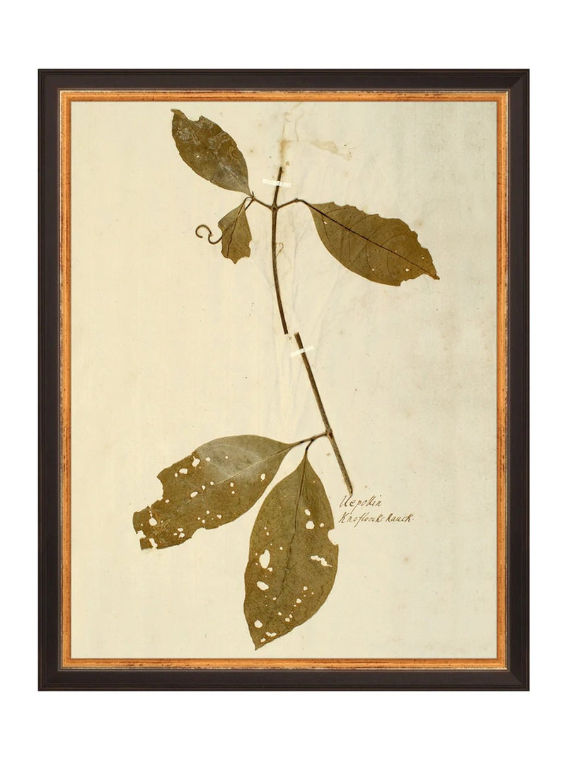 Herbarium II - HJART0067 - BLK - 11x14