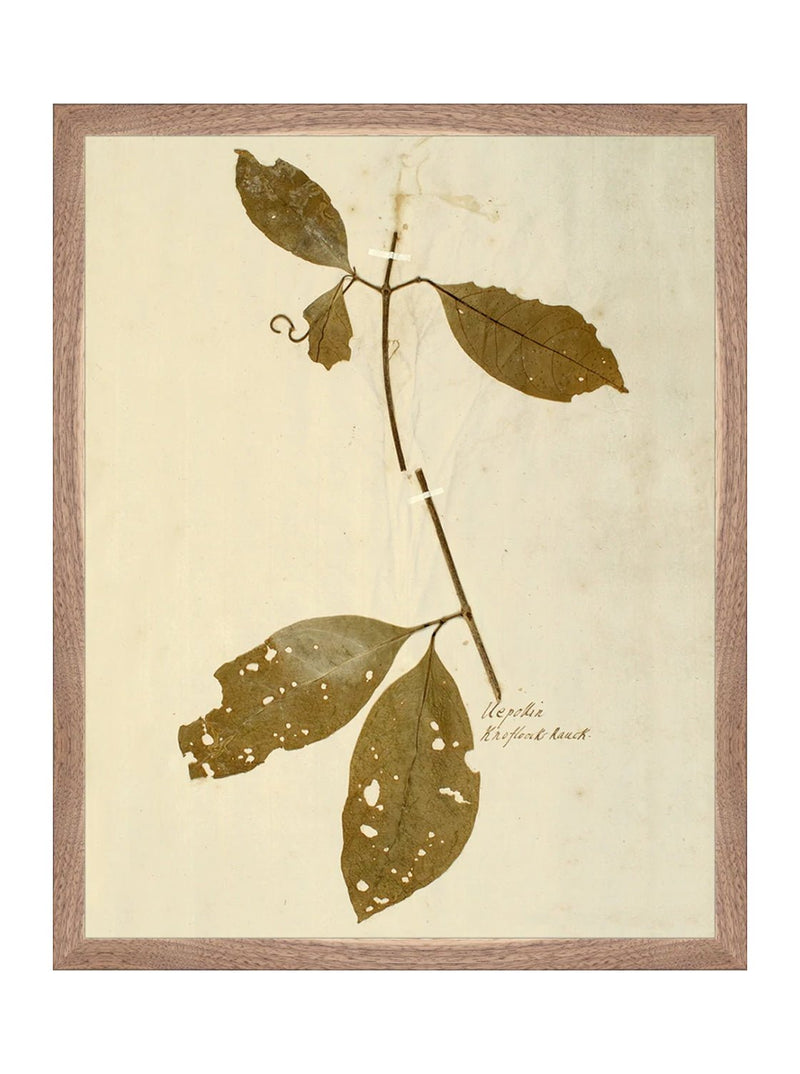 Herbarium II - HJART0067 - WNT - 16x20