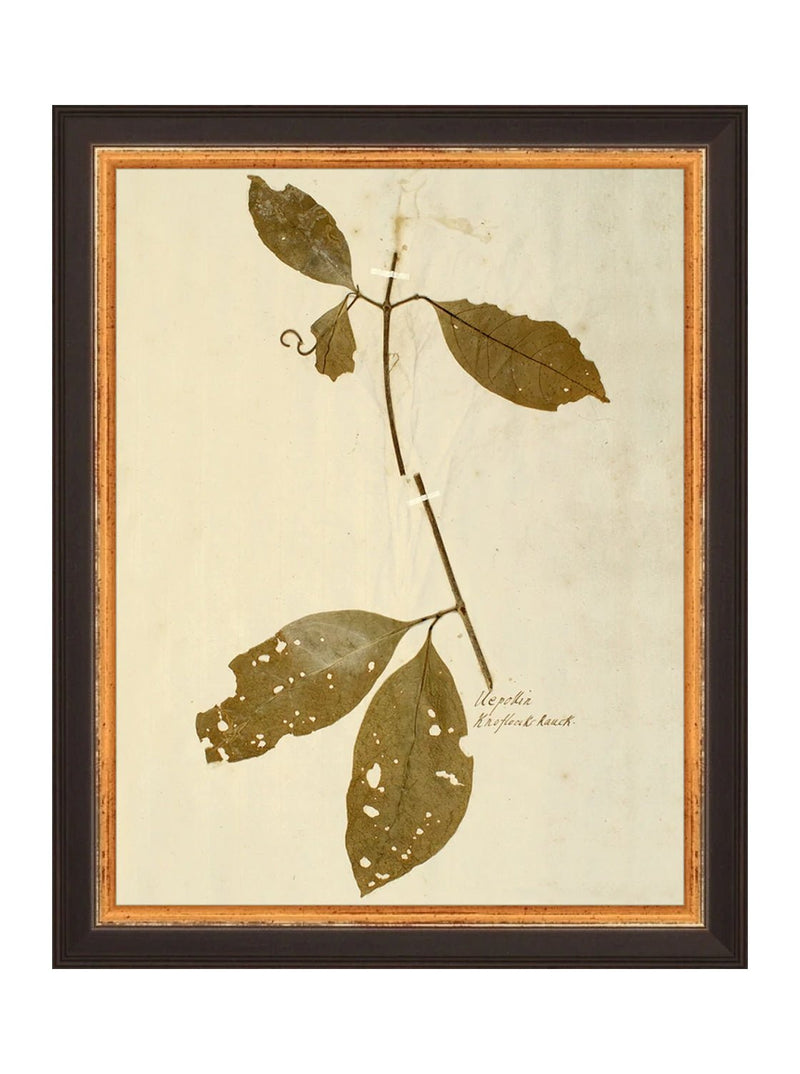 Herbarium II - HJART0067 - BLK - 8x10
