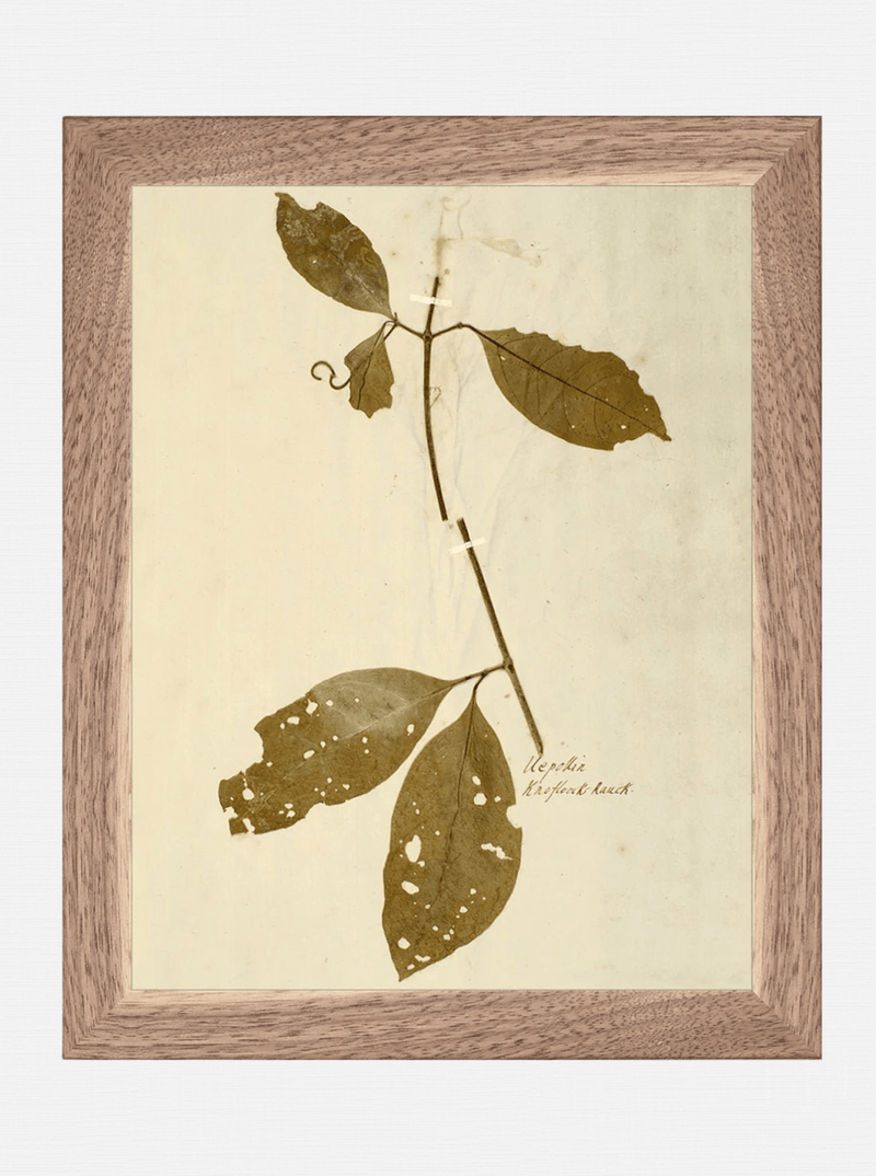 Herbarium II - HJART0067 - WNT - 8x10