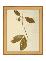 Herbarium II - HJART0067 - GLD - 8x10