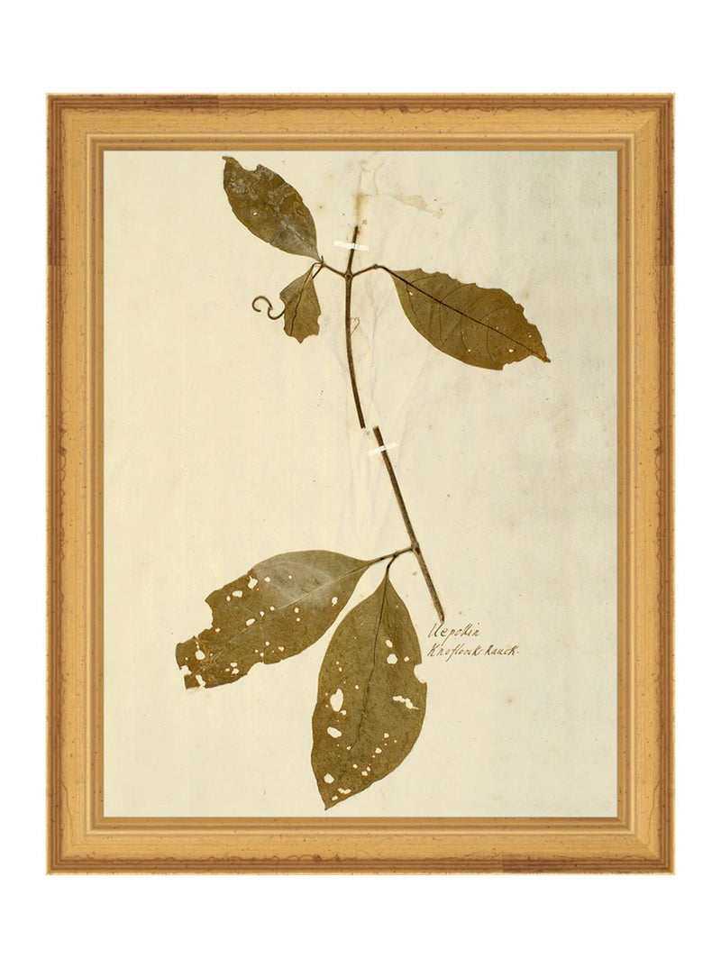 Herbarium II - HJART0067 - GLD - 8x10
