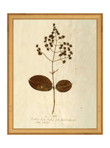 Herbarium III - HJART0068 - GLD - 11x14