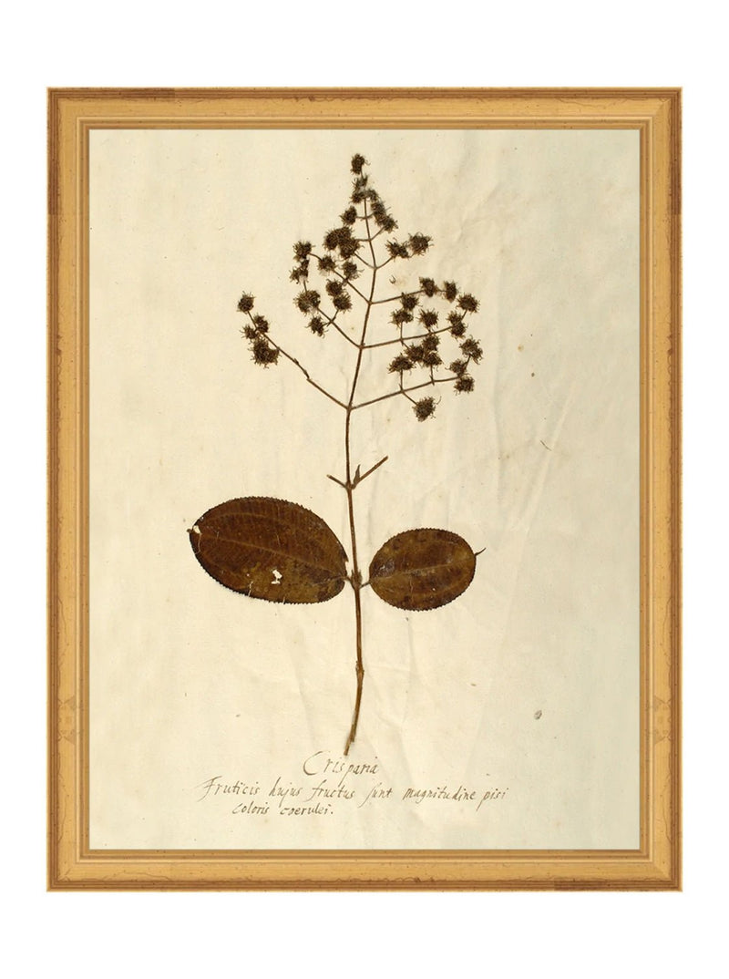 Herbarium III - HJART0068 - GLD - 11x14