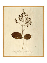 Herbarium III - HJART0068 - GLD - 24x30