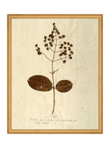 Herbarium III - HJART0068 - GLD - 16x20