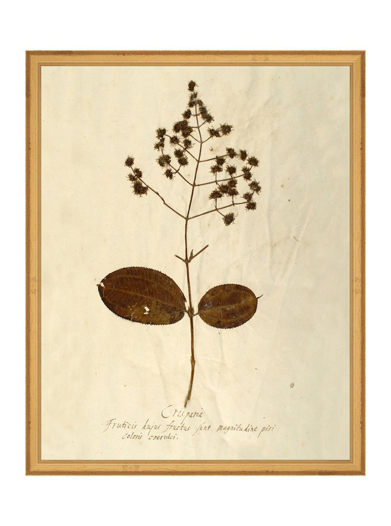 Herbarium III - HJART0068 - GLD - 16x20