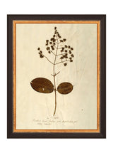 Herbarium III - HJART0068 - BLK - 8x10