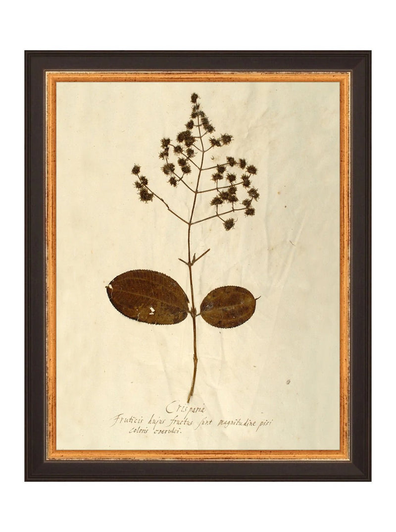 Herbarium III - HJART0068 - BLK - 8x10