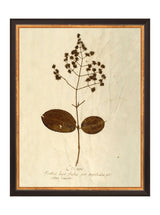 Herbarium III - HJART0068 - BLK - 11x14