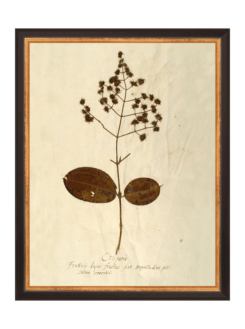 Herbarium III - HJART0068 - BLK - 11x14