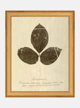 Herbarium IV - HJART0069 - GLD - 8x10