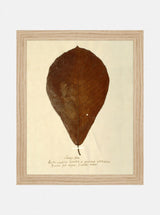 Herbarium X - HJART0334 - OAK - 8x10
