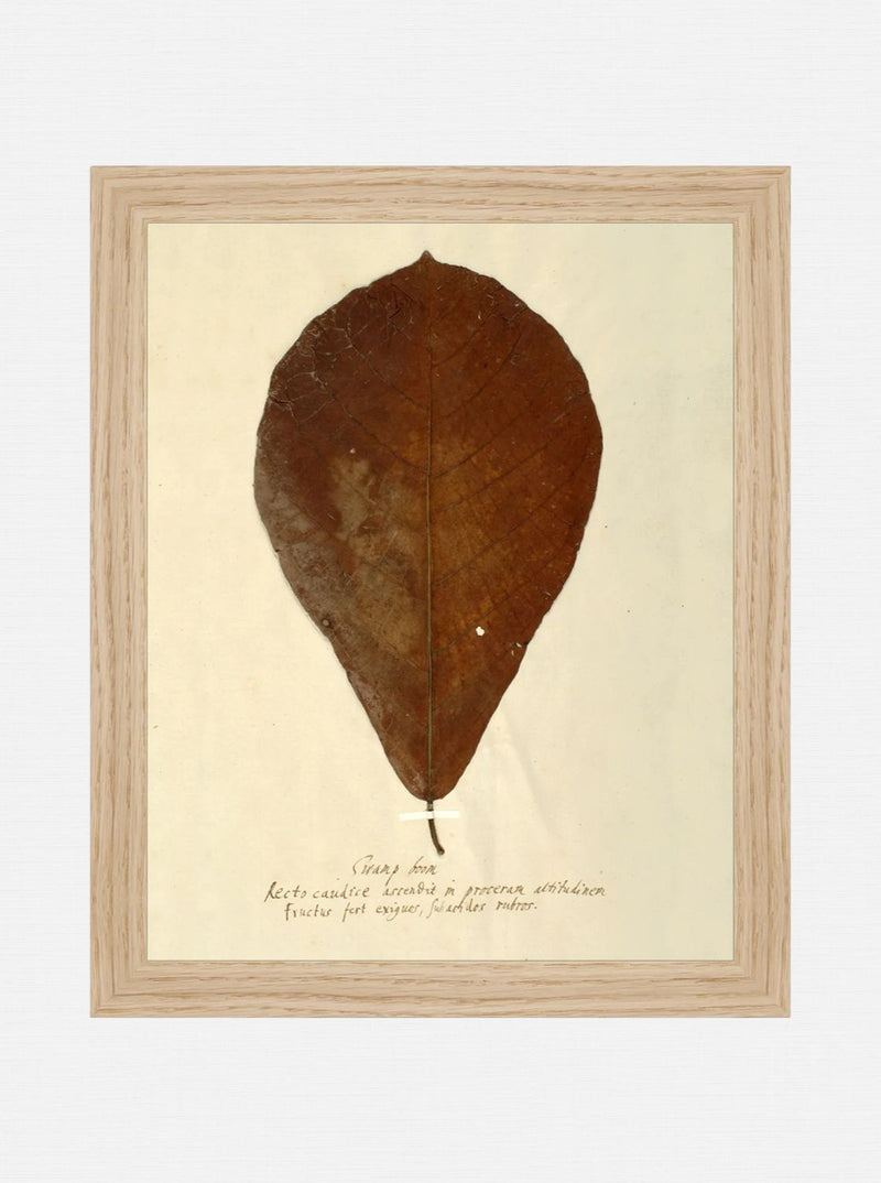 Herbarium X - HJART0334 - OAK - 8x10