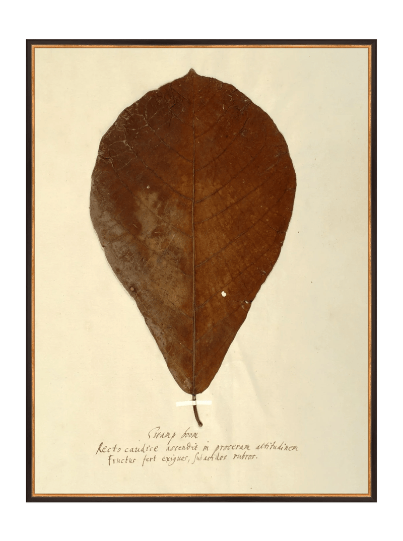 Herbarium X - HJART0334 - BKG - 30x40