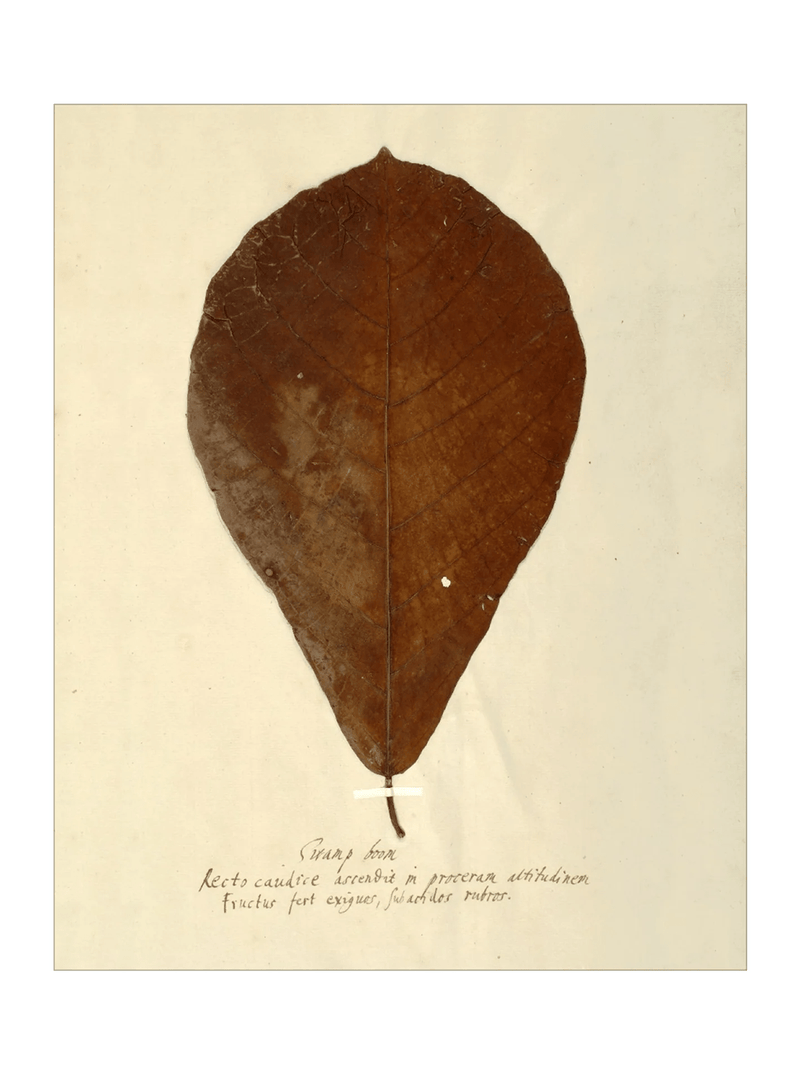 Herbarium X - HJART0334 - UF - 30x40