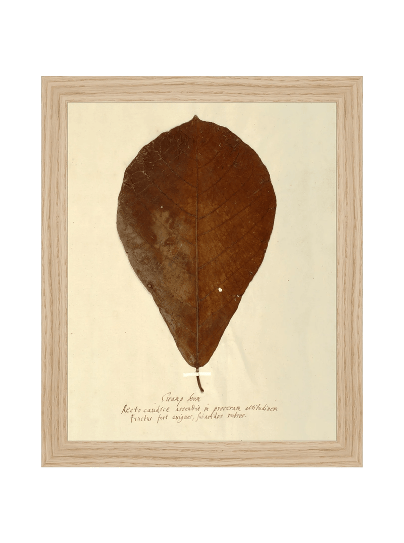 Herbarium X - HJART0334 - OAK - 8x10