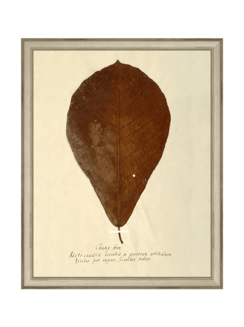 Herbarium X - HJART0334 - SLV - 11x14