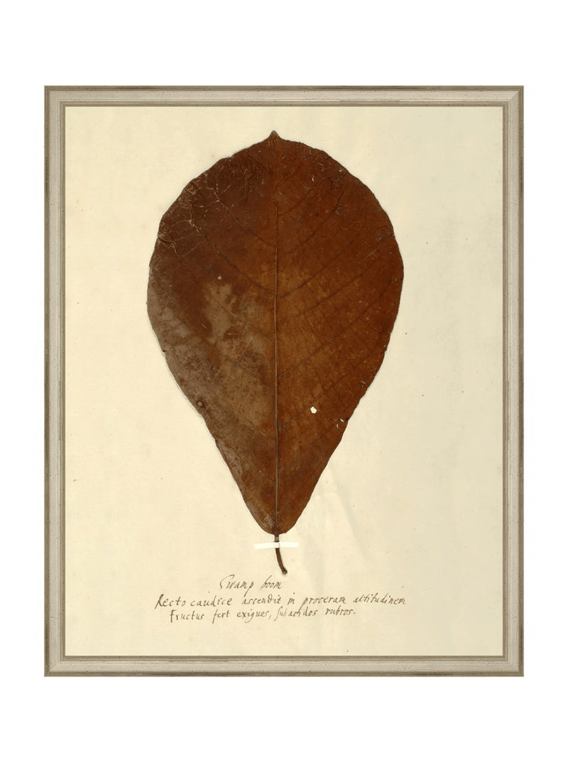 Herbarium X - HJART0334 - SLV - 16x20