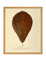 Herbarium X - HJART0334 - GLD - 16x20