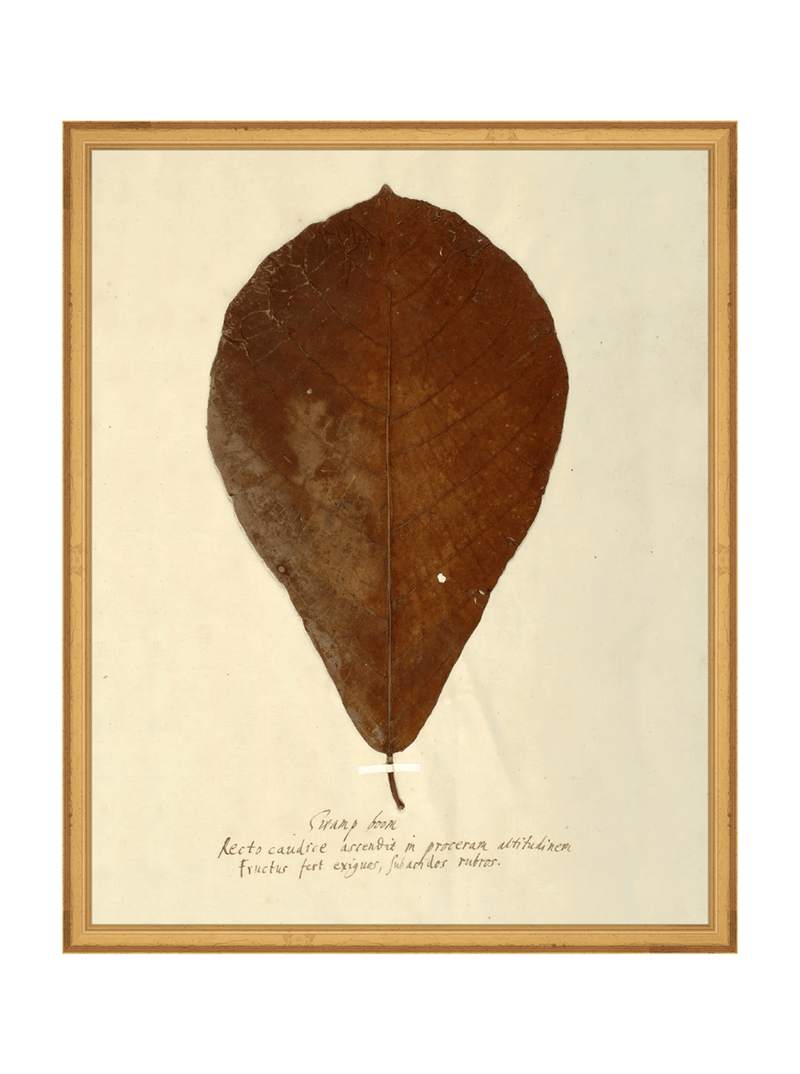 Herbarium X - HJART0334 - GLD - 16x20