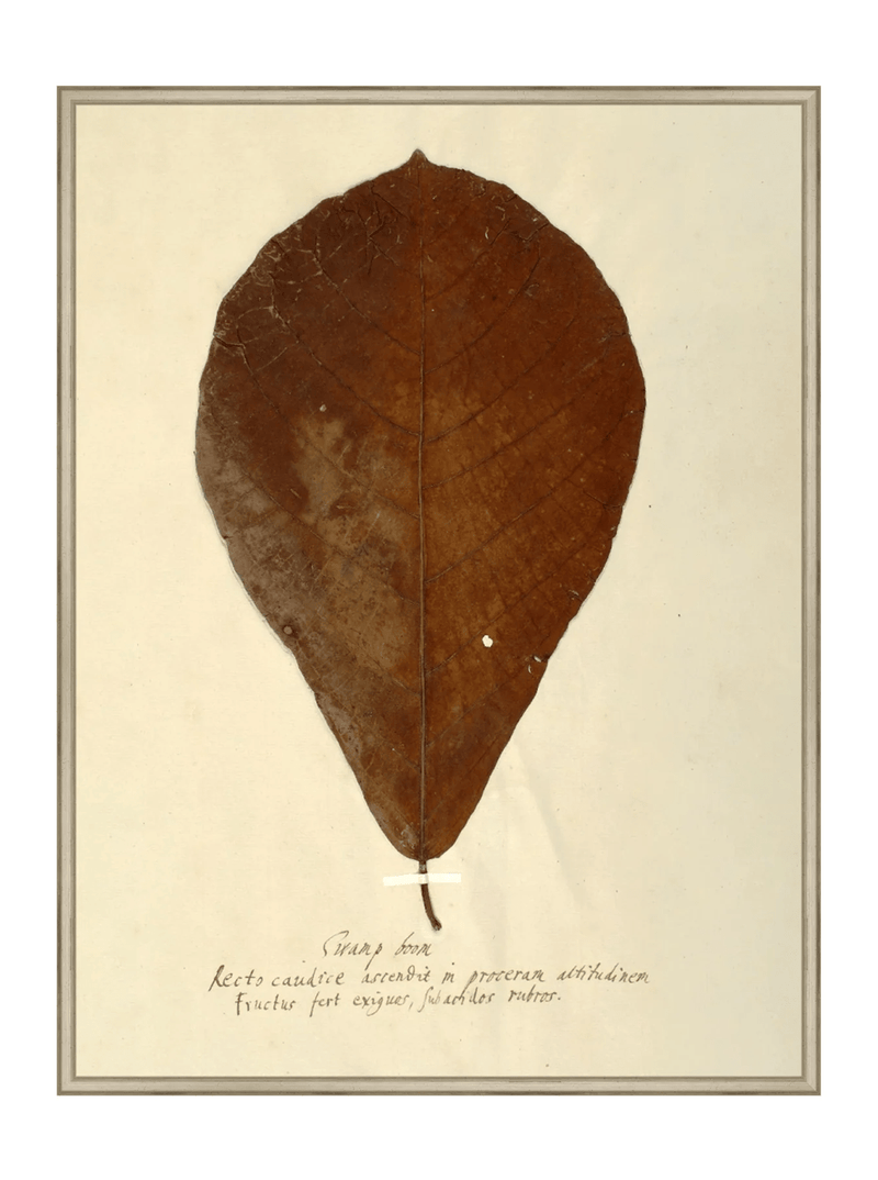 Herbarium X - HJART0334 - SLV - 30x40